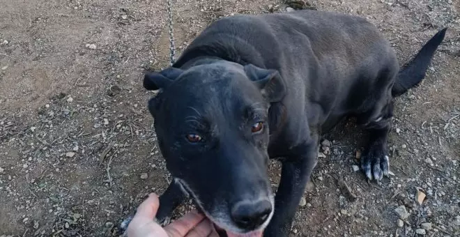 La Policía de Palma rescata a Tom, el perro que llevaba diez años atado a una cadena