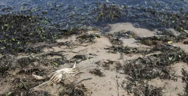 Un cuento de terror en el Mar Menor: "Los magnates del ladrillo ganaron con la connivencia del PP"