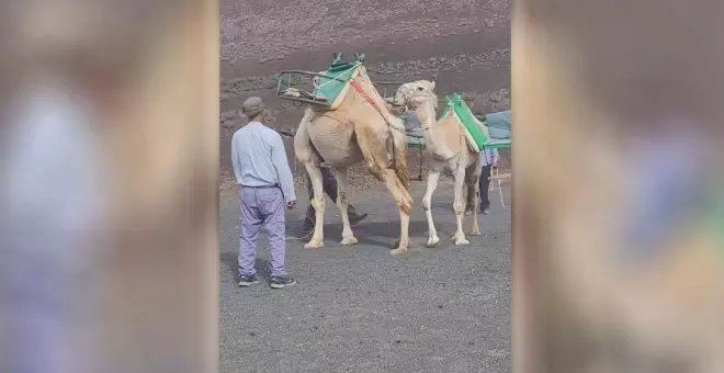 Denuncian el maltrato a los dromedarios en el Parque Nacional de Timanfaya