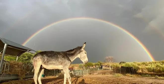 Desahucian un santuario de animales en la Comunidad de Madrid: "No tienen derechos, los tratan como muebles"