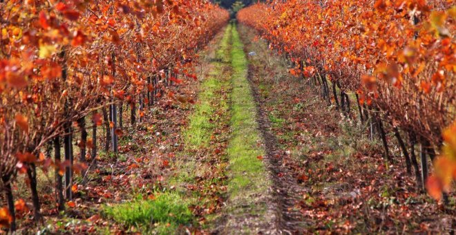 DO Costers del Segre: el vi de les terres lleidatanes