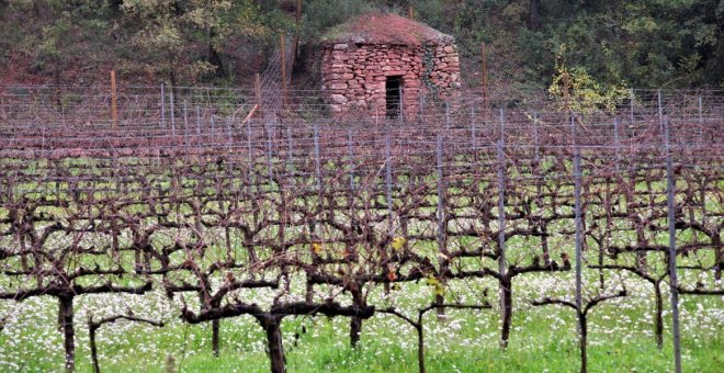 DO Pla de Bages: el vi de tradició familiar