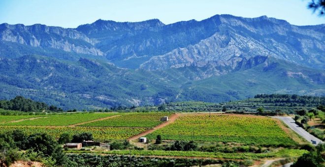 DO Terra Alta: la pàtria de la garnatxa blanca