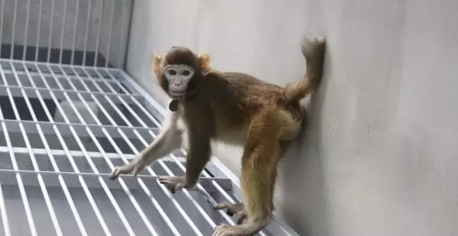 'Retro', el mono clonado que abre de nuevo el debate sobre replicar seres humanos