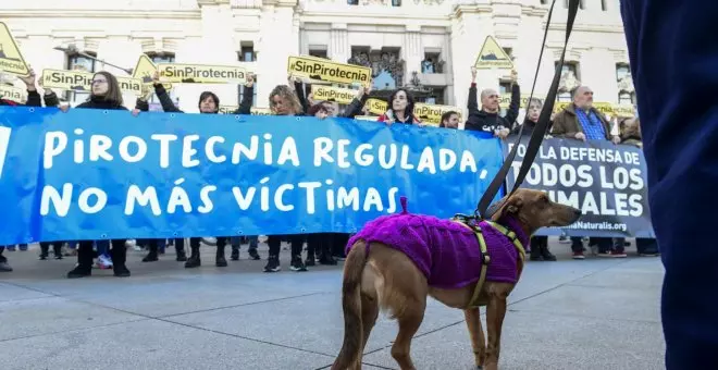 El dramático efecto de la pirotecnia en animales más allá del pato muerto en la mascletà de Almeida