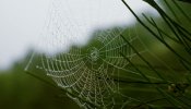 Los gusanos-araña tejen seda de gran resistencia