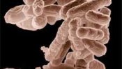 Las bacterias también enferman de virus