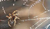 Las arañas tienen su propio Kama Sutra, asegura el entomólogo Jordi Moya