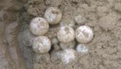 Una tortuga boba pone 89 huevos en una playa urbana de Tarragona