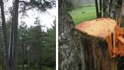 Sierran intencionadamente el Pi de les Tres Branques, árbol monumental y símbolo de Catalunya