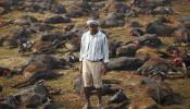 La barbarie del Gadhimai, el mayor sacrificio religioso de animales del mundo