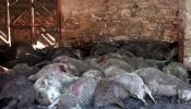 Una jauría de perros salvajes tiene en vilo a los ganaderos de Lleida