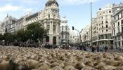 Dos mil ovejas cruzan el centro de Madrid para reivindicar la trashumancia