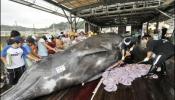 La Corte Internacional de Justicia prohíbe cazar ballenas a Japón