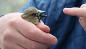 Las aves de Chernóbil se han adaptado a la radiación