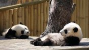 Un televisor cura la depresión a una osa panda en un zoo de China
