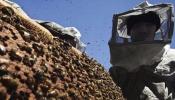 Las abejas españolas valen 2.400 millones de euros