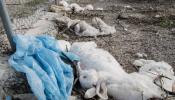 Igualdad Animal denuncia los maltratos "generalizados" en granjas de conejos