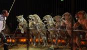 El Parlament convoca a 22 expertos para debatir el uso de animales en circos