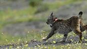 Cae un 10% la población de lince en Andalucía a causa de los atropellos