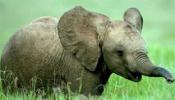 Los 10 animales en peligro de extinción, según la WWF