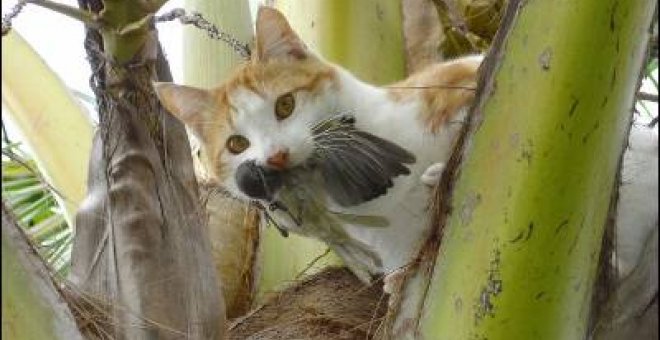 Los gatos asilvestrados acaban con los vertebrados de las islas