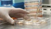 La UE prohíbe patentar tratamientos con células embrionarias