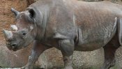 Suráfrica baraja la venta legal de cuernos de rinoceronte