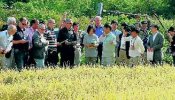 Japón intercepta una remesa de arroz radiactivo
