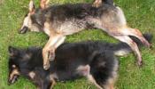 El sexo del lobo ibérico con perros amenaza su pureza genética