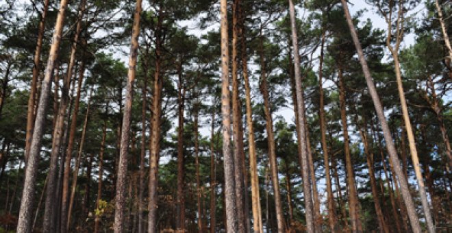 El mayor bosque de España se sostiene gracias a los vecinos