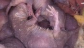 La falta de competencia entre machos debilita el esperma del ratopín