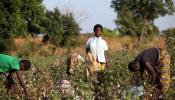 Niños africanos cosechan algodón para Victoria's Secret