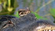 Las mascotas exóticas diezman la fauna de Florida