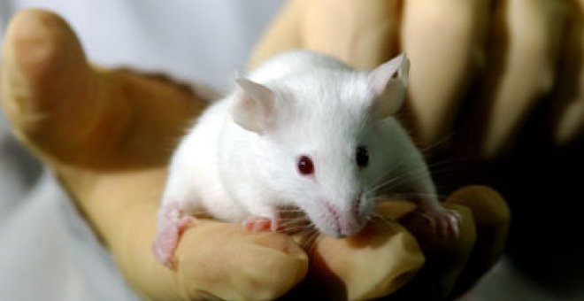 Un fármaco contra el cáncer reduce el alzhéimer en ratones