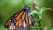 Las mariposas monarca ocupan un tercio menos de su refugio mexicano