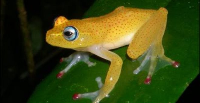 La fauna de Madagasgar llegó a través de dispersiones oceánicas