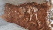 Descubren los restos de un elefante prehistórico en Castelldefels