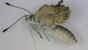 Descubren mutaciones en mariposas por la radiación de Fukushima