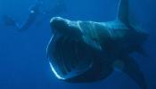 Cuatro tiburones peregrinos merodean en las costas asturianas