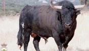 El Toro de la Vega se celebra un año más a pesar de las críticas