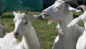 Generan en cabras aversión a olivos y viñas para que coman sólo malas hierbas