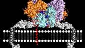 Una enzima para combatir el cáncer y la fibrosis, al desnudo