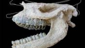 Una erupción preserva el cráneo de un rinoceronte 9 millones de años