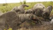 2012: El peor año para elefantes y rinocerontes africanos