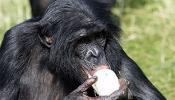 Los simios comparten la comida a cambio de compañía