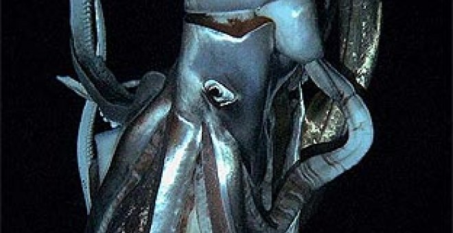 Captan en Japón las primeras imágenes de un calamar gigante en el fondo marino