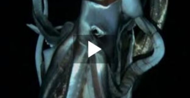 El primer vídeo de un calamar gigante en el mar