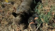 Dos detenidos en Asturias por matar a un oso pardo con un lazo de acero