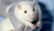 Ratas telepáticas, primer paso hacia la creación de un cerebro artificial